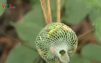 Quảng Nam: Di thực thành công sâm Ngọc Linh