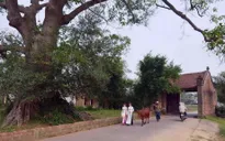 Xây dựng làng cổ Đường Lâm thành di tích cấp Quốc gia đặc biệt