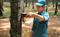 Đề xuất giảm tuổi nghỉ hưu lao động nữ cạo mủ cao su