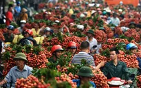 Thương lái Trung Quốc đột ngột ngừng thu mua, vải Lục Ngạn rớt giá