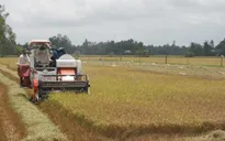 Doanh nghiệp cùng nông dân phát triển vùng sản xuất quy mô lớn