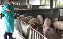 Dịch tai xanh diễn biến phức tạp