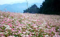 Hà Giang lần đầu tổ chức Lễ hội Hoa tam giác mạch vào tháng 11