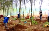Đánh thức tiềm năng kinh tế Tây Nguyên