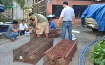 Liên tiếp bắt các vụ buôn bán động vật quý hiếm