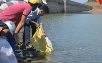 Thả cá tái tạo nguồn lợi thủy sản đảo Lý Sơn