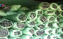 Hợp đồng trị giá triệu USD - cơ hội béo bở hay miếng pho mát trên bẫy chuột?