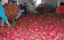 Giá thanh long tăng mạnh