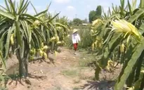 Tiền Giang: Thương lái ồ ạt thu mua hoa thanh long