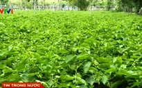 Nông dân Tây Ninh ồ ạt bỏ cao su trồng thiên lý