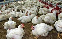 Đồng Nai: Giá gà công nghiệp tăng trở lại