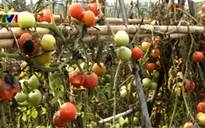 Hà Nội: Nông dân thất thu vì mưa kéo dài