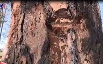 Hàng trăm cây thông ở Lâm Đồng bị đầu độc bằng hóa chất