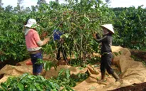 Đăk Lăk: Thiếu nhân công mùa thu hoạch cà phê