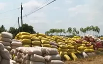 Giá lúa giảm mạnh ngay trong đợt tạm trữ