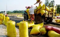 ĐBSCL: Mua tạm trữ 760.000 tấn gạo