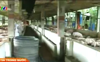 Kiểm tra, xử lý nghiêm việc sử dụng chất cấm trong chăn nuôi