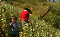 Myanmar: Nông dân bỏ cây thuốc phiện chuyển sang trồng cà phê