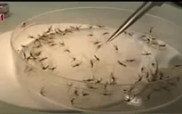 Hợp chất diệt mọi ký sinh trùng sốt rét