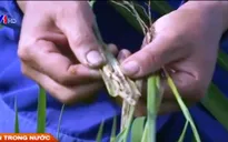 Phú Thọ: Phun thuốc BVTV theo hướng dẫn, nông dân lo mất mùa