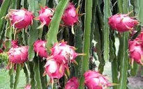 Bình Thuận: Giả thương lái mua hàng tấn thanh long rồi bỏ trốn