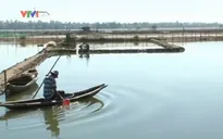 TT-Huế: Tích cực phòng bệnh thủy sản trong mùa nắng nóng