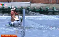 Ngành thủy sản thiệt hại nặng do dịch bệnh