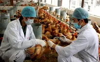 Người chăn nuôi thờ ơ với phòng cúm gia cầm