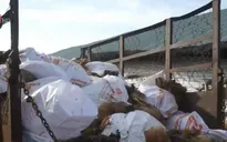 Bà Rịa - Vũng Tàu: Tiêu hủy hơn 40.000 con gà bị nhiễm cúm H5N1