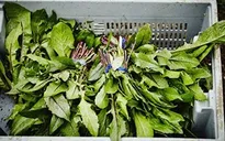 8 thực phẩm giúp bạn khỏe mạnh, tươi trẻ hơn