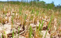 Quảng Trị: Người dân khốn đốn vì hạn hán