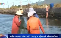 Miền Trung: Tôm chết hàng loạt do dịch bệnh và nắng nóng