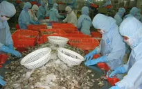 8 tháng đầu năm 2015: Xuất khẩu tôm giảm mạnh