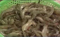 Phú Yên: Ngư dân thu nhập cao nhờ tôm rằn và tôm đất