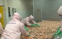 Bộ Thương mại Mỹ giảm thuế chống bán phá giá trên tôm
