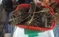 Khánh Hòa: Giá tôm hùm xuống thấp, còn 1.2 triệu đồng/kg