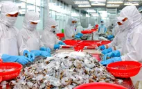 Xuất khẩu tôm quý IV/2015 dự báo giảm