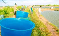 Thương lái trắng trợn cướp tôm của người dân ở Bạc Liêu