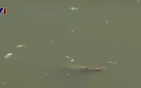 Bạc Liêu: Gần 14.000 hecta tôm nuôi bị thiệt hại