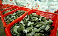 Phòng vệ thương mại - Nhiều DN còn mơ hồ
