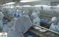 DN thủy sản nhập khẩu tôm nguyên liệu: Vì lợi nhuận