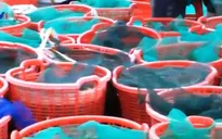 Kiên Giang: Người nuôi tôm thắng lớn