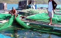 Quy hoạch vùng nuôi tôm hùm sau rủi ro thị trường và dịch bệnh