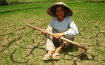 Khô hạn gây thiệt hại tại Nam Trung Bộ - Tây Nguyên
