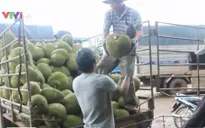 TP.HCM: Trái cây rớt giá, nông dân lo lắng