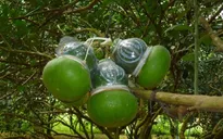 Trái cây tạo hình dịp Tết ‘sốt’ hàng
