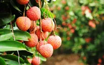 Hải Dương: Xây dựng vùng nguyên liệu xuất khẩu quả vải