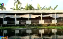 Chuỗi liên kết sạch trong chăn nuôi phát huy hiệu quả
