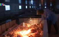 Chuyện những ông Tây sản xuất thực phẩm sạch trên đất Việt
