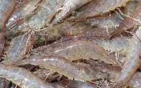 Tôm chân trắng Việt Nam được người Đức ưa chuộng